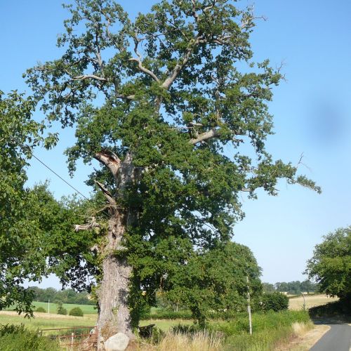 Le Chêne du Nau